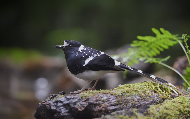 Spotted Forktail (Enicurus maculatus) at Da Lat Bird Hides - Southern Vietnam. Photo by: Bui Duc Tien - Vietnam Bird Photography Tours - Vietbirdphototours.com